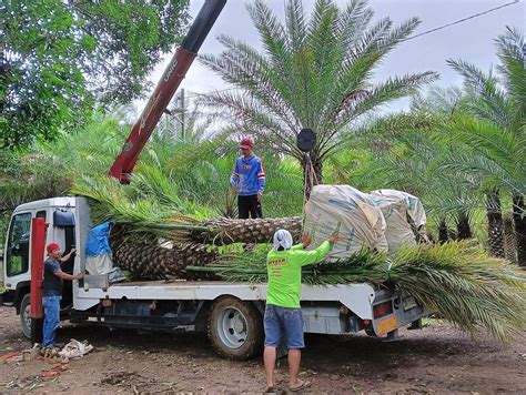 philippine date palm|Rancho Blanco Event Center and Dates Farm.